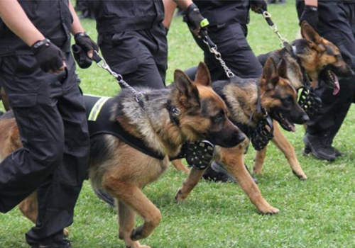 杭州高端随身警犬护卫