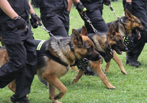 莆田高端随身警犬护卫